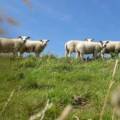Fotoalbum: zomeruitje naar Friesland
